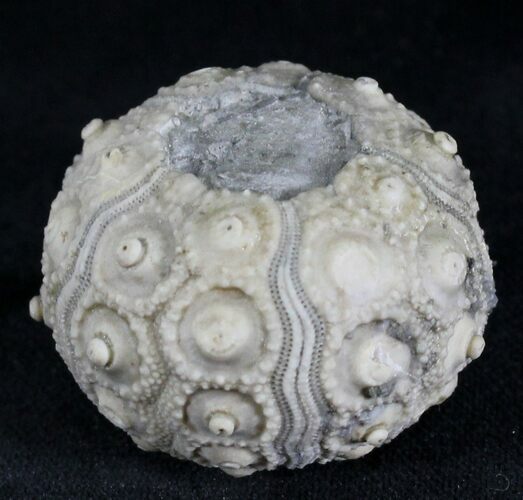 Jurassic Fossil Urchin (Paracidaris) - France #24768